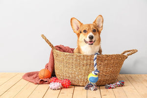 Smiling corgi in a woven basket.