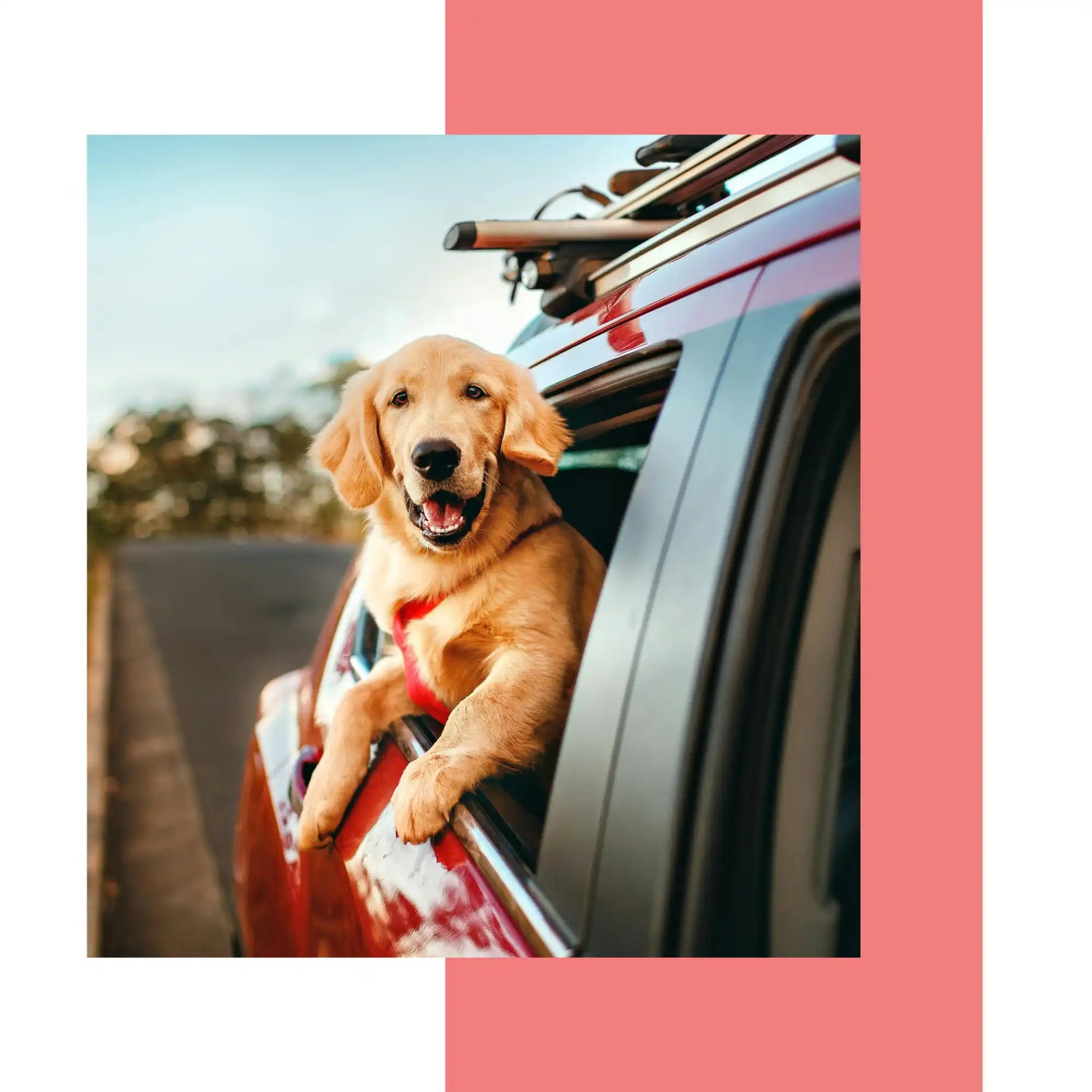Happy golden retriever in car.